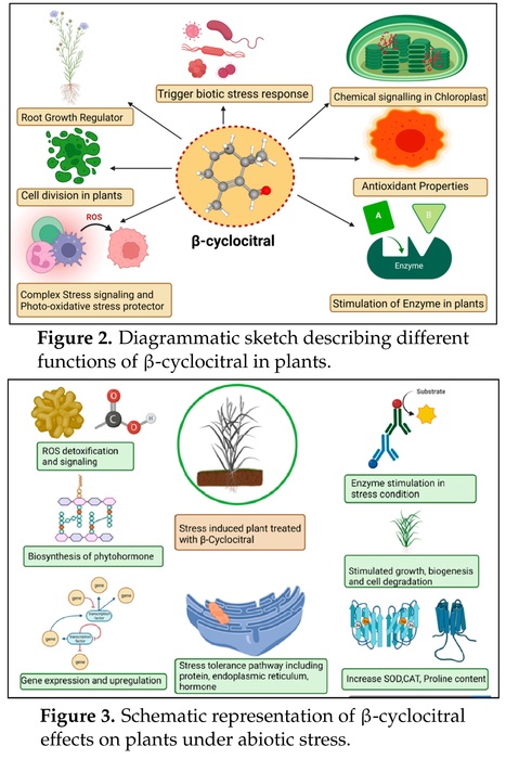 β-Cyclocitral: Emerging Bioactive Compound in Plants - Review | Plant hormones (Literature sources on phytohormones and plant signalling) | Scoop.it