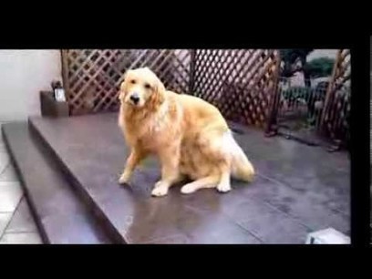 Katso tarkasti, sill&auml; t&auml;ss&auml; koirassa on jotain erikoista | 1Uutiset - Lukemisen t&auml;hden | Scoop.it