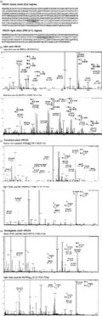 Characterization of a potent and broadly neutralizing anti-HIV mAb produced in transiently and stably transformed tobacco | Plant Molecular Farming | Scoop.it