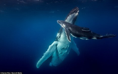 Do Whales Have Culture? | OUR OCEANS NEED US | Scoop.it
