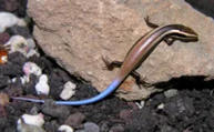 Life Rept&rsquo;Islands, conserver les reptiles menac&eacute;s des Antilles fran&ccedil;aises - OFB | Biodiversit&eacute; | Scoop.it
