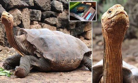 Diego the 100-year-old tortoise is set for release after saving species by fathering 800 offspring | Daily | Galapagos | Scoop.it