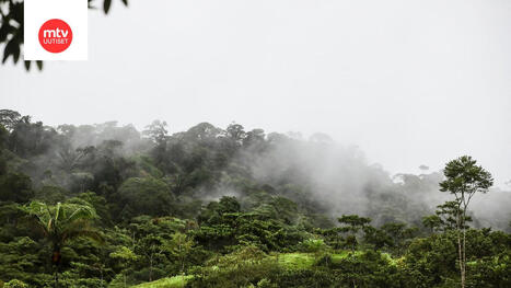 Amazonin sademetsän ilmasto muuttumassa "hypertrooppiseksi" | MTV Uutiset | 1Uutiset - Lukemisen tähden | Scoop.it