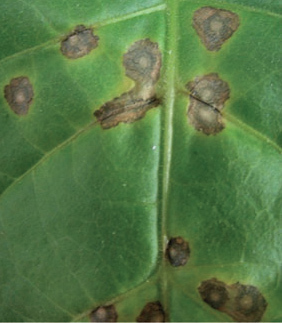 Top 10 plant viruses in molecular plant pathology  (Open Access) | Plant Biology Teaching Resources (Higher Education) | Scoop.it