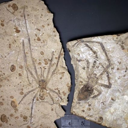 La plus grande araignée fossile a trouvé un mâle... et son nom | EntomoNews | Scoop.it