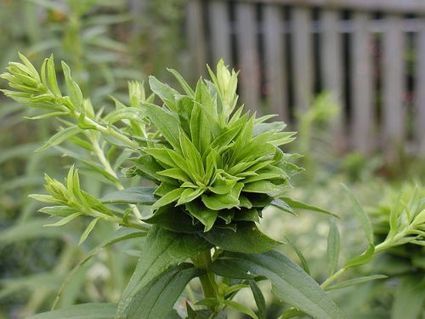 Des bact&eacute;ries parasites transforment des plantes en zombie | Microbiologie | Scoop.it