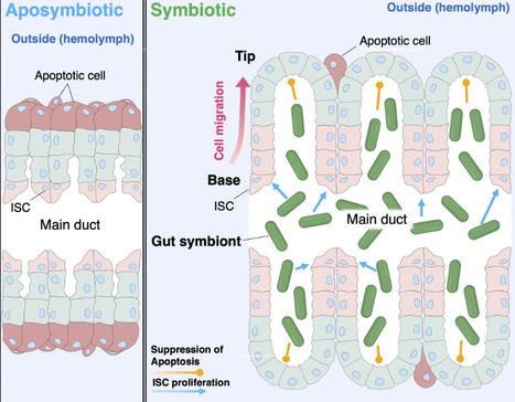 A gut resident bacterium stimulates gut development to generate space for colonization | I2BC Paris-Saclay | Scoop.it