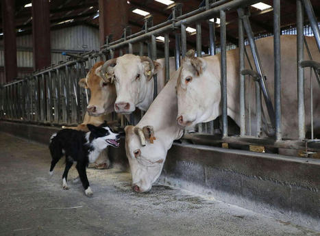 Pays d'Albret : éleveurs et bouchers sollicités pour prendre part au projet du futur abattoir | La Gazette des abattoirs | Scoop.it