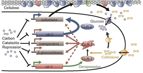 From the bench to the reactor: engineered filamentous fungi for biochemical and biomaterial production | RMH | Scoop.it