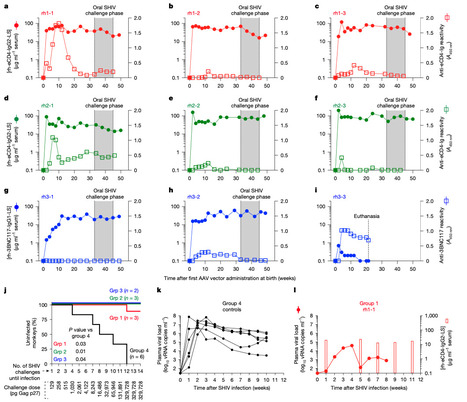 Determinants of Successful AAV-Vectored Delivery of HIV-1 bNAbs in Early Life | Virus World | Scoop.it