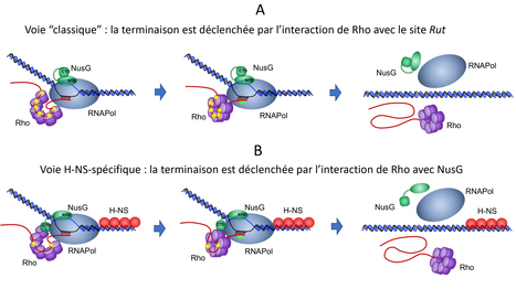 Une voie de terminaison de la transcription NusG-spécifique assure le “silencing” des îlots de pathogénicité par la protéine H-NS chez Salmonella | Life Sciences Université Paris-Saclay | Scoop.it