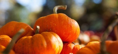How Starbucks' Pumpkin Spice Took Over the World | Business Report - Making A Difference | Scoop.it