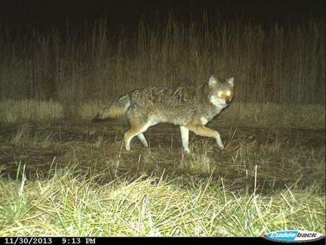 Secret lives of Great Swamp's otters, coyotes and more revealed | Coastal Restoration | Scoop.it
