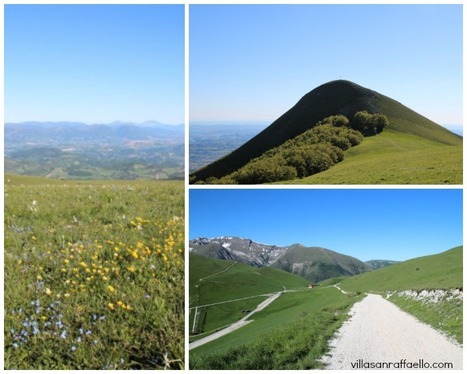 Sibillini mountain wild flower & bird | Le Marche Walk at Piani di Ragnolo | Good Things From Italy - Le Cose Buone d'Italia | Scoop.it