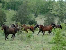 Arkansas Non-Profit Rescues Wild Horses | Cheval et Nature | Scoop.it