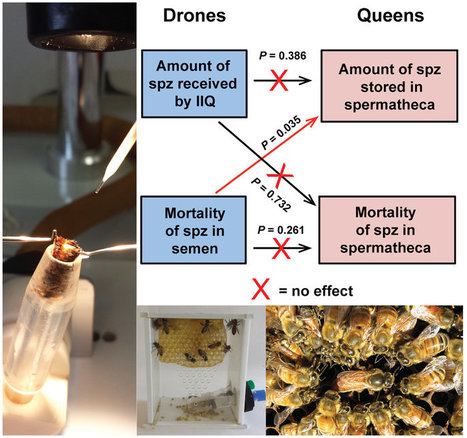 INRA - Déclin des abeilles : l’exposition des mâles à un pesticide affecte indirectement la capacité de reproduction des reines | EntomoNews | Scoop.it