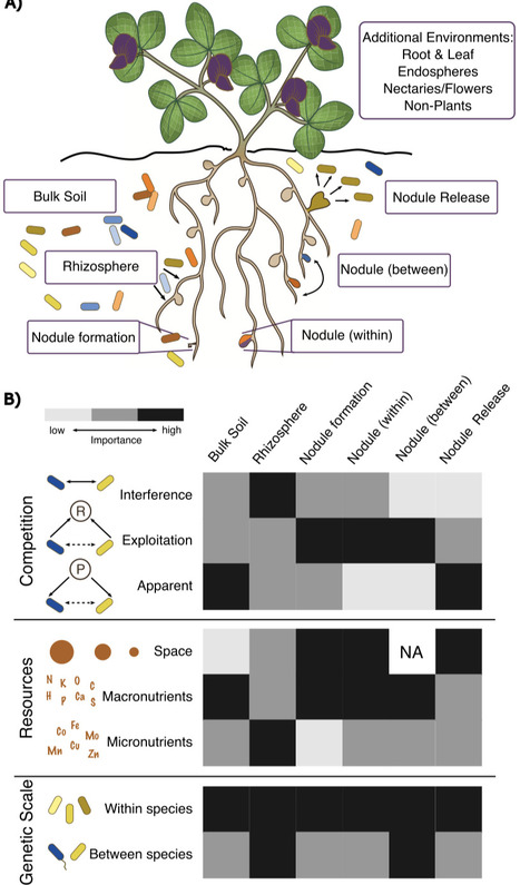 The evolutionary ecology of rhizobia: multiple facets of competition before, during, and after symbiosis with legumes | CiM | RMH | Scoop.it