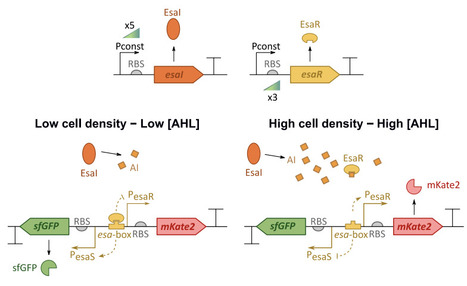 An experimentally verified mechanistic model for predicting quorum sensing-based switches | Brvsb | RMH | Scoop.it