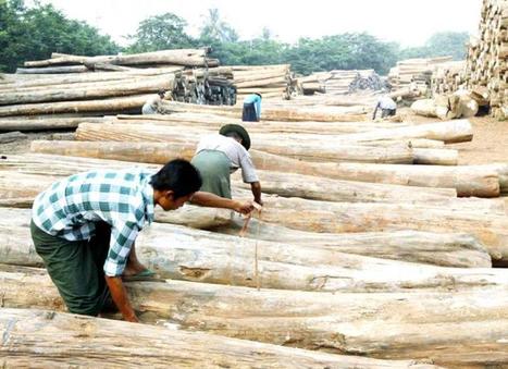 Log exports to be permitted to lure timber plantations | Timberland Investment | Scoop.it