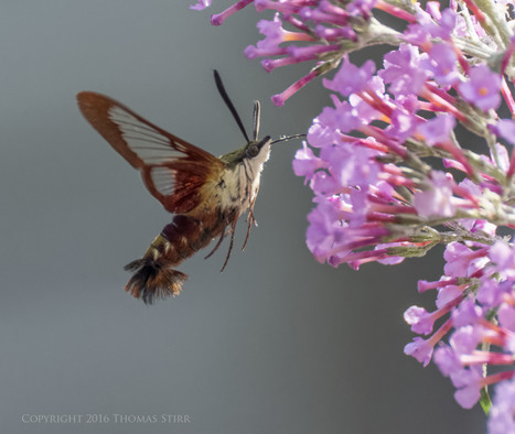 Hummingbird Clearwing Moth 60fps - Thomas Stirr Photography | Mirrorless Cameras | Scoop.it