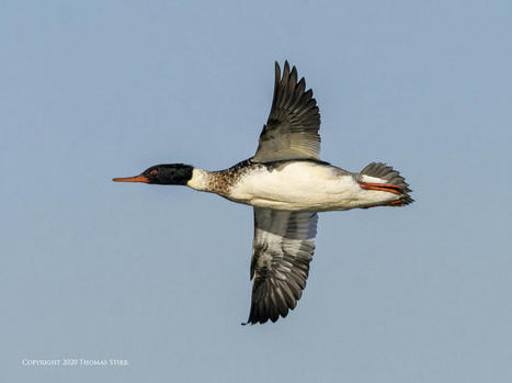 Taking a Risk with Strikeouts | Mirrorless Cameras | Scoop.it