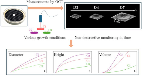 Le r&ocirc;le cl&eacute; de la diffusion des nutriments dans la dynamique de colonies immobilis&eacute;es de levures | Life Sciences Universit&eacute; Paris-Saclay | Scoop.it