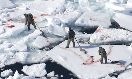 Stopping The Annual Canadian Seal slaughter with an annual quota of 400,000 | OUR OCEANS NEED US | Scoop.it