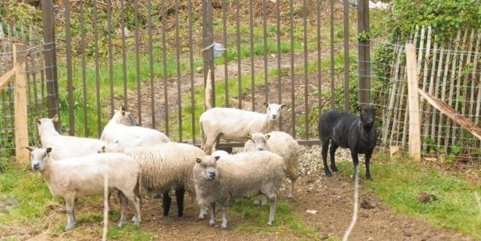 L&rsquo;&eacute;co-p&acirc;turage, une pratique vou&eacute;e &agrave; se d&eacute;velopper au Havre | Une semaine d'actu - Newsletter de veille de l'AURH | Scoop.it