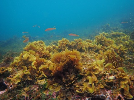 Troubled waters in the Galápagos - The | Galapagos | Scoop.it