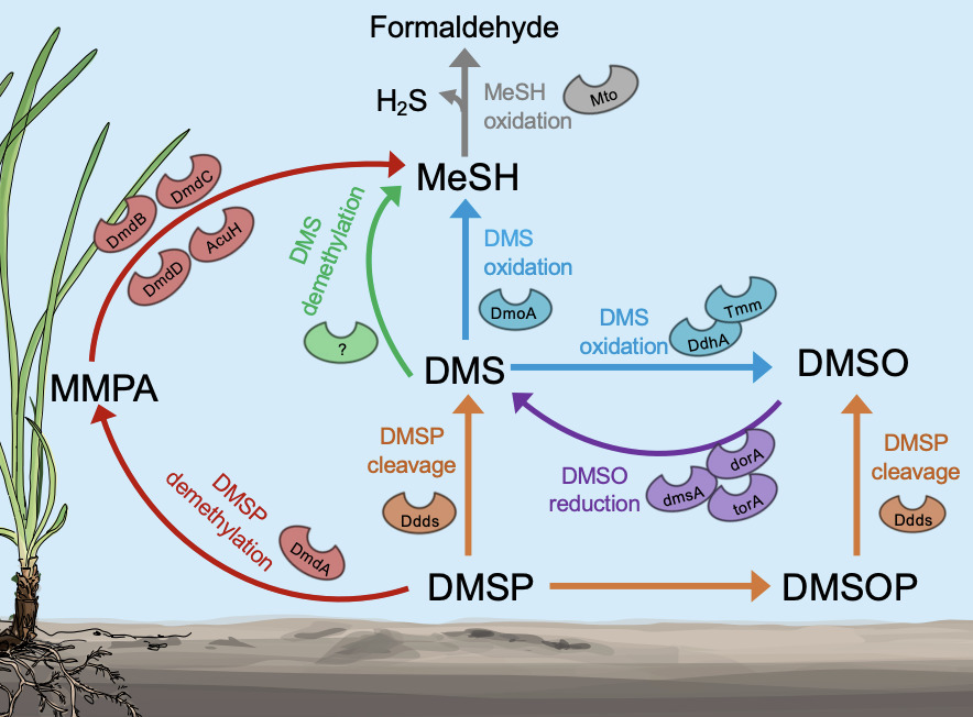 Chemosynthetic Symbioses as Hidden Hubs of DMSP...