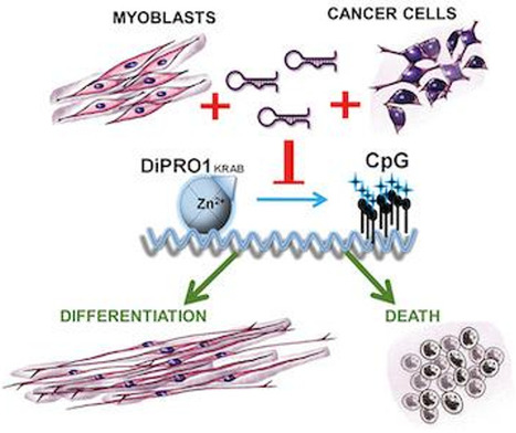 Une nouvelle cible thérapeutique dans les cancers mésenchymateux pédiatriques | Life Sciences Université Paris-Saclay | Scoop.it