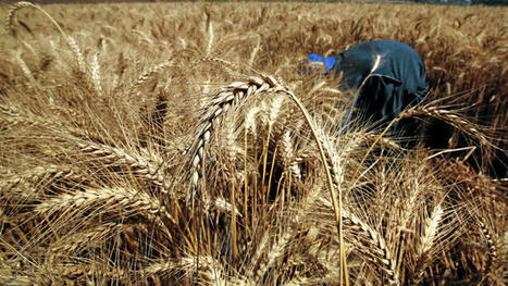 EGYPT allocates LE 100 million to conduct research on increasing wheat productivity | MED-Amin network | Scoop.it