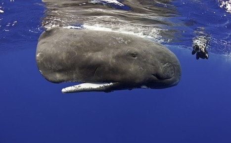 Photographer captures Sperm Whales off the coast of Dominica  - Telegraph | Commonwealth of Dominica | Scoop.it