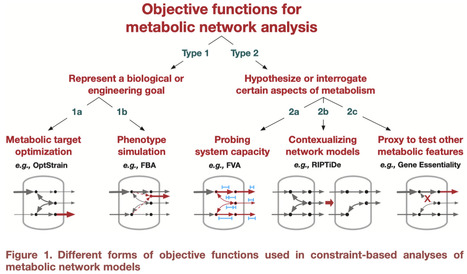 Reframing the role of the objective function in its proper context for metabolic network modeling | CSys | RMH | Scoop.it
