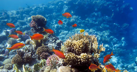La pêche et la pollution menacent autant les récifs coraliens que le réchauffement climatique | Biodiversité | Scoop.it