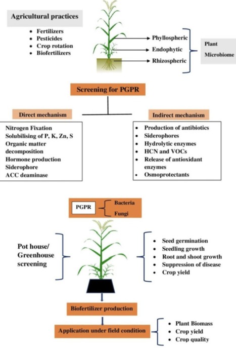 Biofertilizers: An ecofriendly technology for nutrient recycling and environmental sustainability - CRM | RMH | Scoop.it