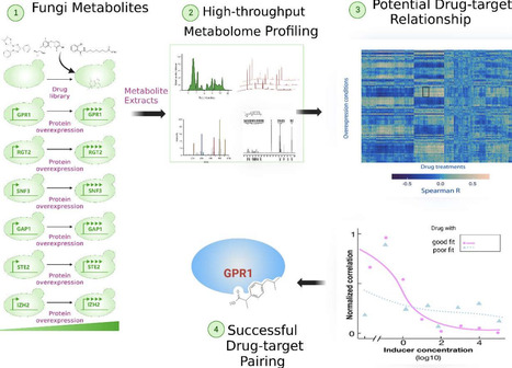 Stepping out of the dark: How metabolomics shed light on fungal biology | fems rev | RMH | Scoop.it