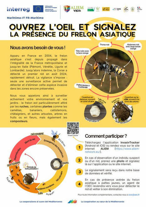 Frelons asiatiques : la Corse en vigilance maximale | Variétés entomologiques | Scoop.it