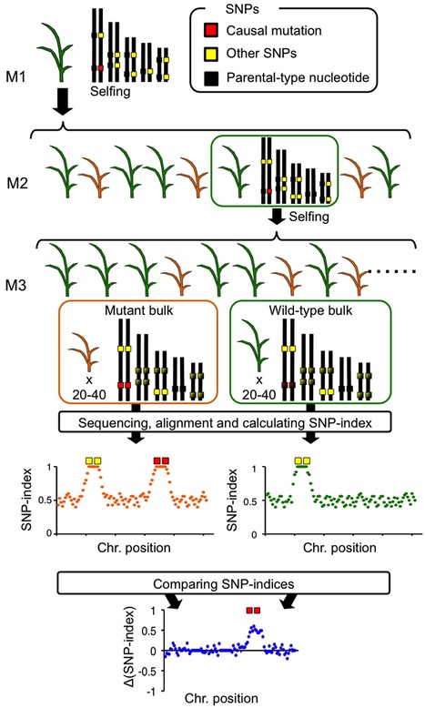 PLOS ONE: MutMap+: Genetic Mapping and Mutant Identification without Crossing in Rice (2013) | Publications | Scoop.it