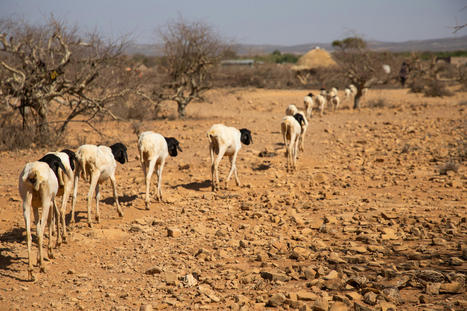 FAO Food Price Index declines for the 11th consecutive month | MED-Amin network | Scoop.it