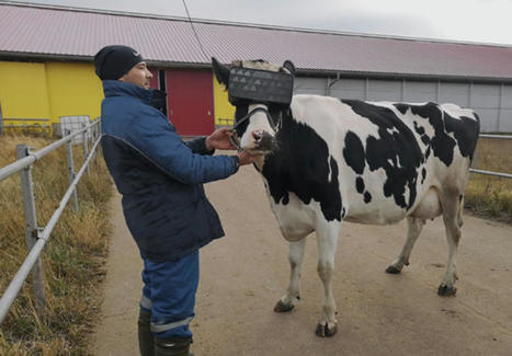 Cet agriculteur adopte la réalité virtuelle pour ses vaches - Science Post | Pour innover en agriculture | Scoop.it