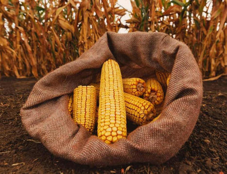 Mujeres de humo, un tributo al maíz y a la cocina tradicional mexicana | Gourmet de México | Educación y Cultura Indígena | Scoop.it