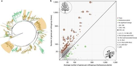Nature Plants: Oak genome reveals facets of long lifespan (2018) | Plant Pathogenomics | Scoop.it