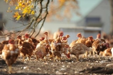 EEUU vuelve a denunciar a China ante OMC por comercio de pollos - SWI swissinfo.ch | Comercio Exterior | Scoop.it