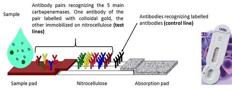 Tests rapides pour la détection de l’antibiorésistance | Life Sciences Université Paris-Saclay | Scoop.it