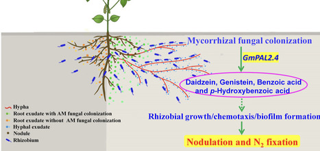 Arbuscular Mycorrhizal Fungi Promote Nodulation and N2 Fixation in Soybean by Specific Root Exudates | pce | RMH | Scoop.it