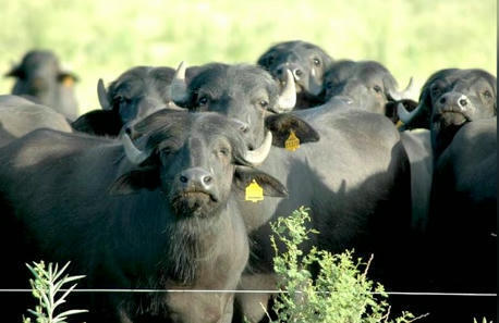 FOOD: Paraguayan Industry Begins Production of Buffalo-Derived Foods | ALIMENTATIONS | Scoop.it