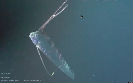 Un poisson géant dans les profondeurs du golfe du Mexique | Tout le web | Scoop.it