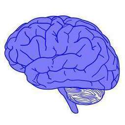 Researchers map how the brain processes faces from sight to recognition | Linguistics & Language Neurology | Scoop.it