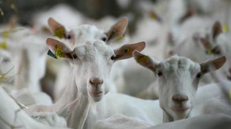 Le prix du lait de chèvre tient son cap | Economie de l'Elevage | Scoop.it